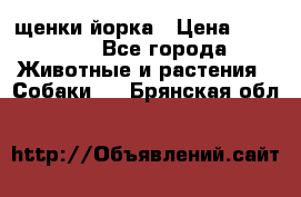 щенки йорка › Цена ­ 15 000 - Все города Животные и растения » Собаки   . Брянская обл.